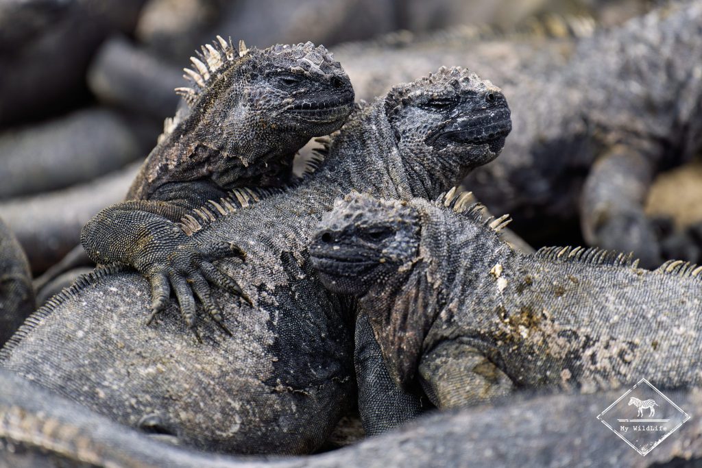 croisière photo aux galápagos, Iguanes marins