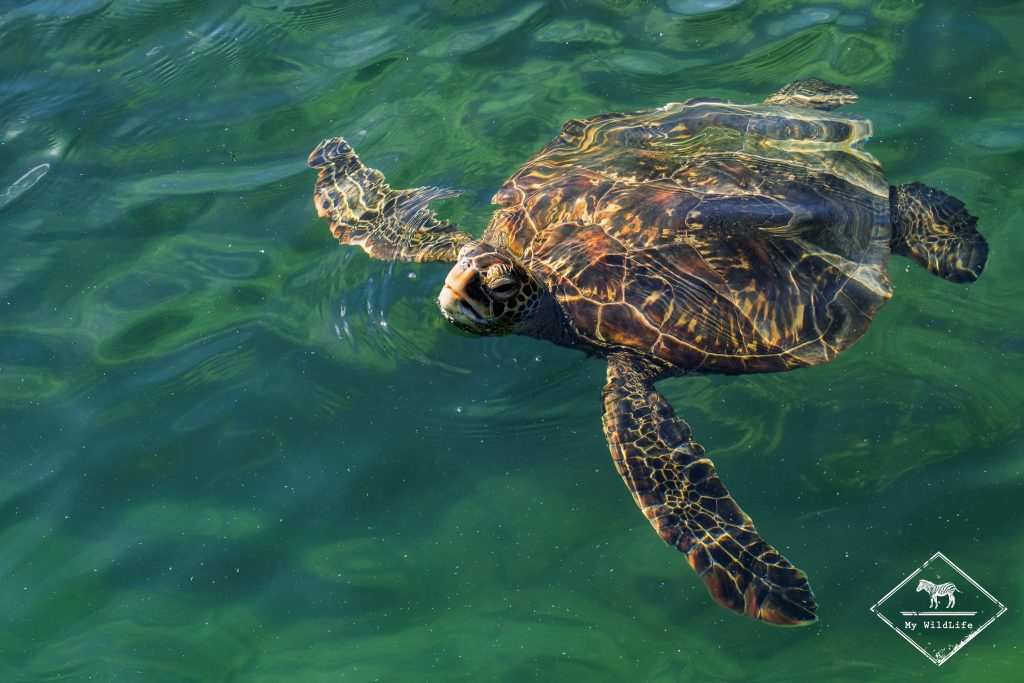 croisière photo aux galápagos, Tortue verte