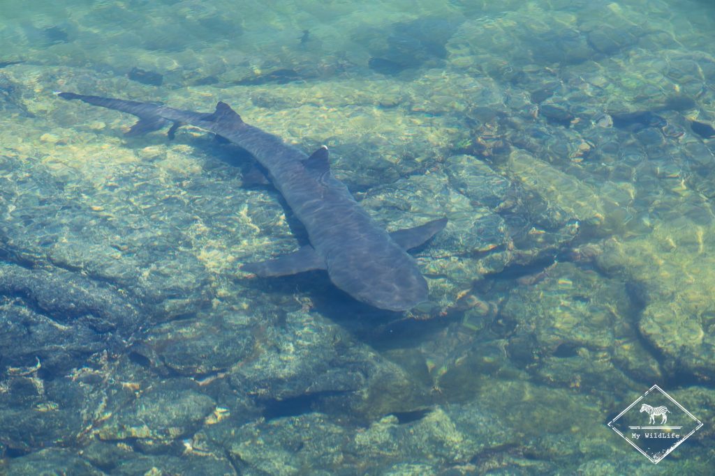 croisière photo aux galápagos, Requin-corail