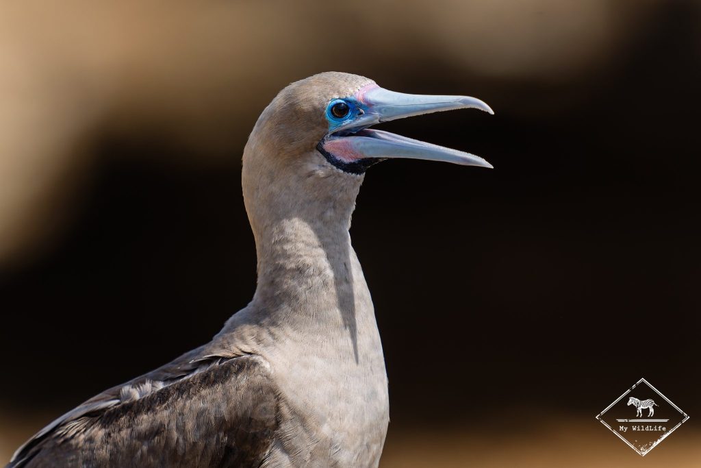 croisière photo aux galápagos, Fou à pieds rouges