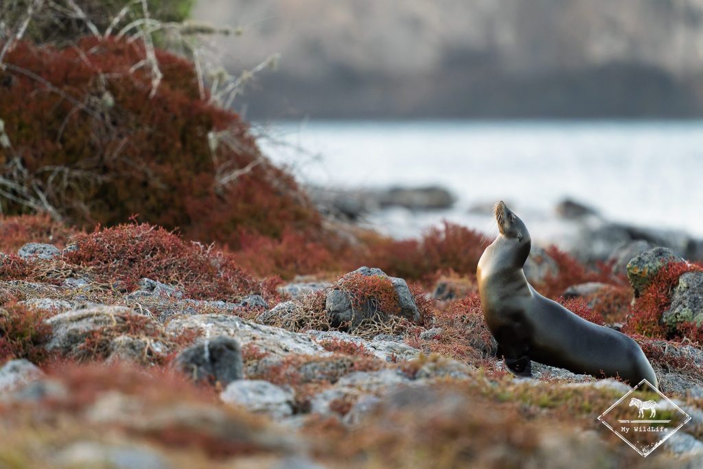 croisière photo aux galápagos, otarie des Galápagos
