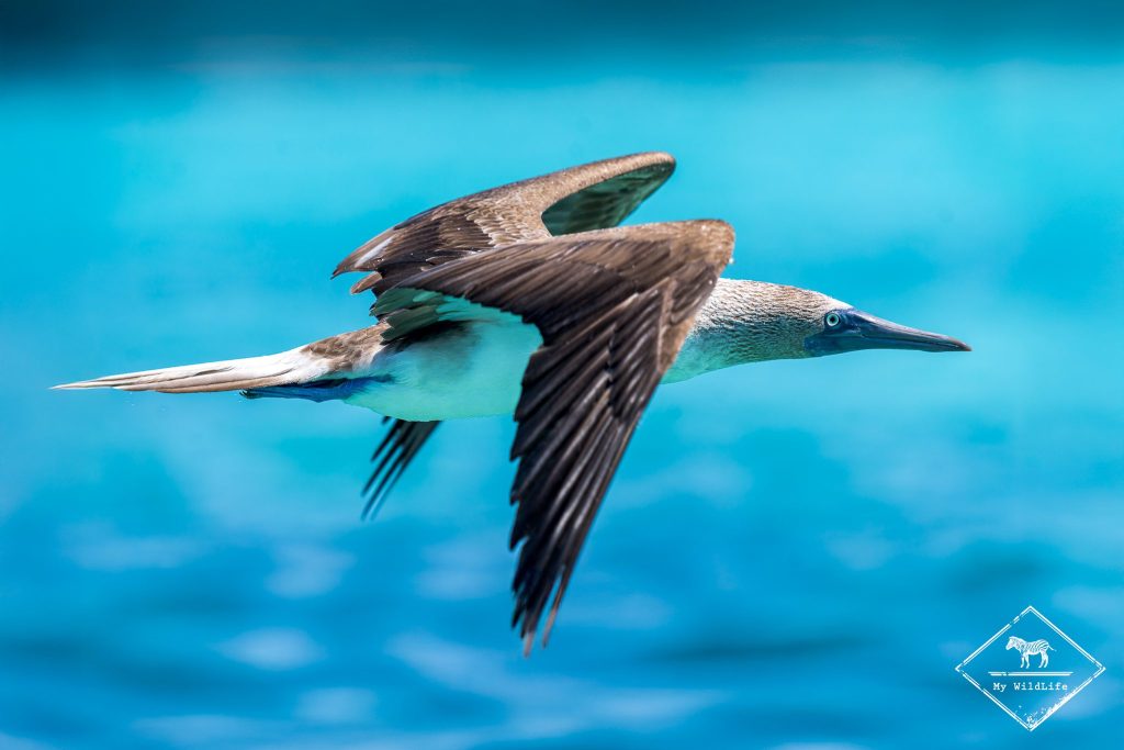 croisière photo aux galápagos, Fou à pattes bleues