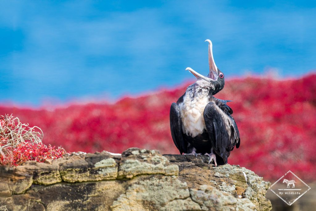 croisière photo aux galápagos, Frégate du Pacifique