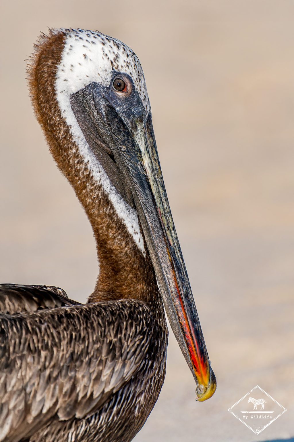 croisière photo aux galápagos, Pélican brun