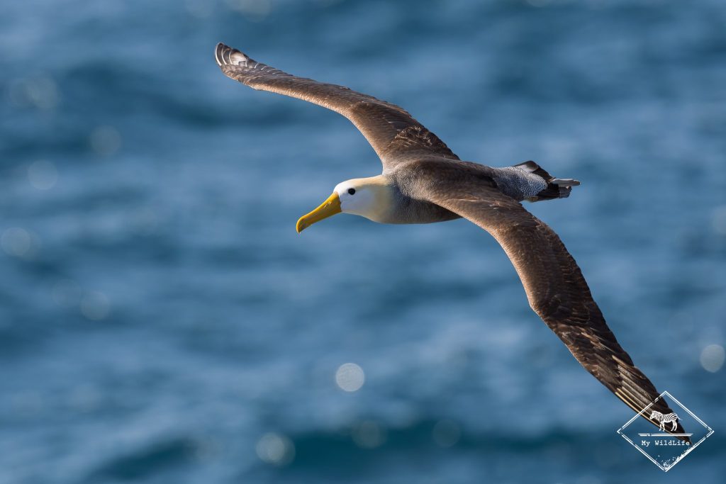 croisière photo aux Galápagos, Albatros des Galápagos