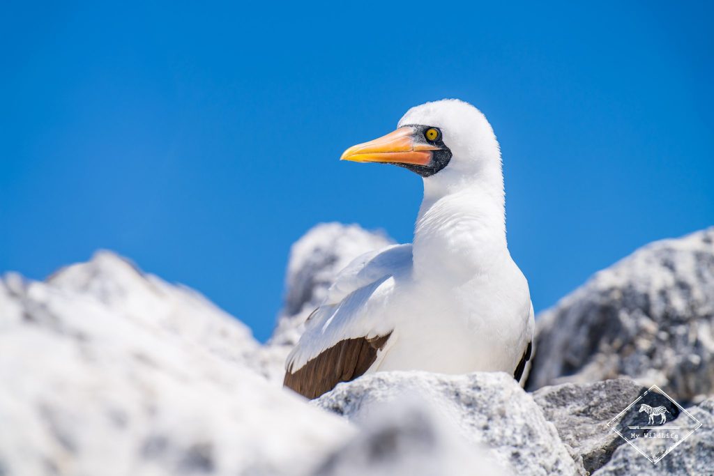 croisière photo aux galápagos, Fou de Grant