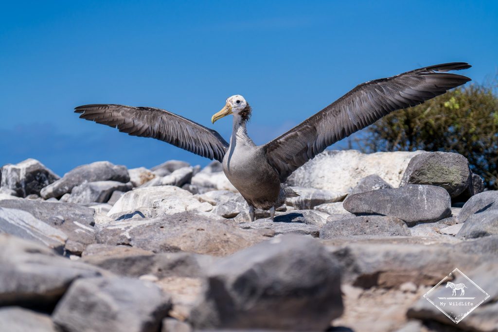 croisière photo aux galápagos, Albatros des Galápagos