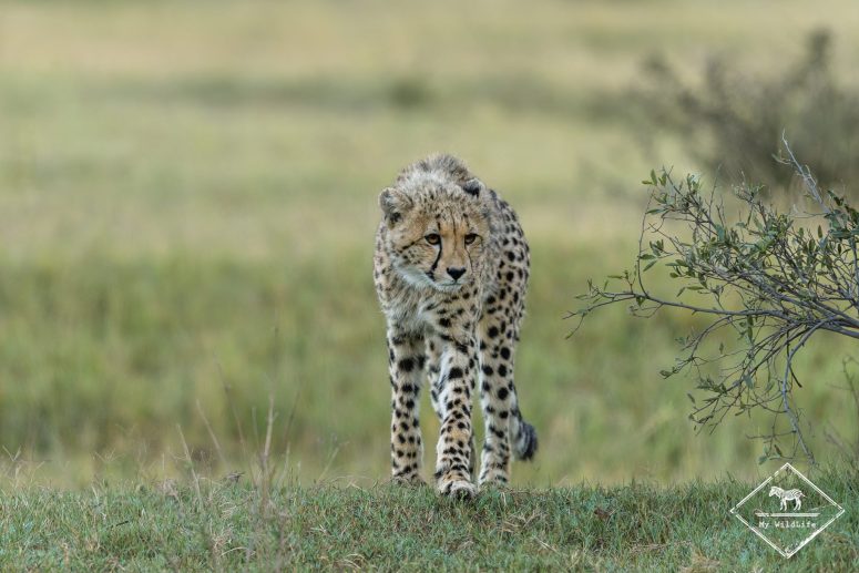 Guépard, Welgevonden Game reserve