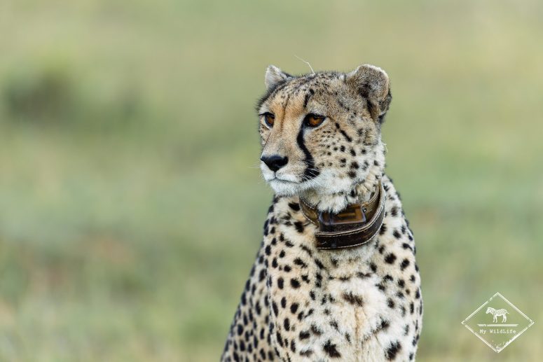 Guépard, Welgevonden Game reserve