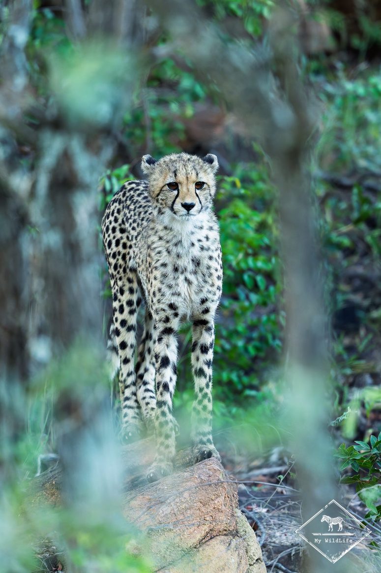 Guépard, Welgevonden Game reserve