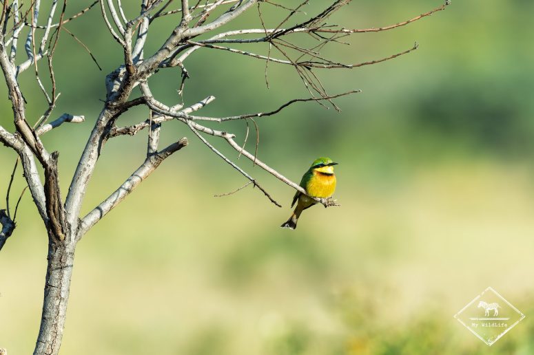 Guêpier nain, Welgevonden Game reserve