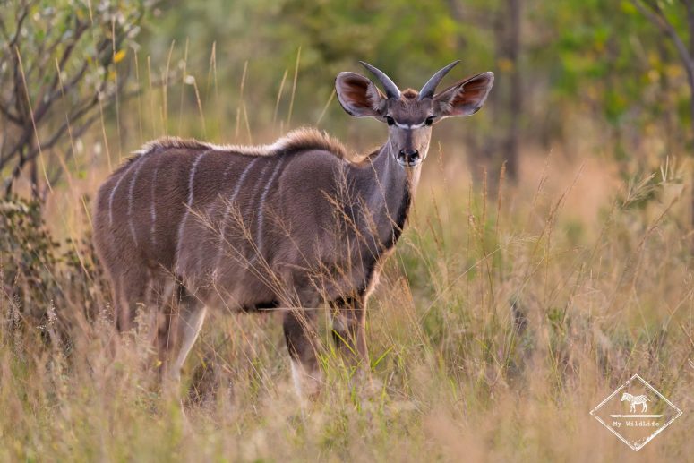 Grand koudou, Welgevonden Game reserve
