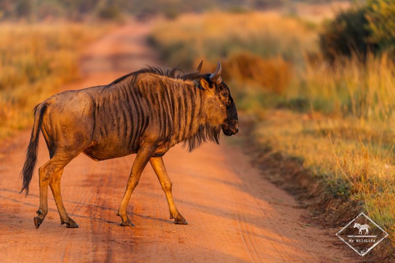 Gnou, Welgevonden Game reserve