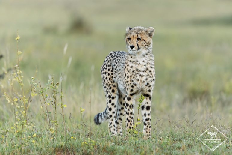 Guépard, Welgevonden Game reserve