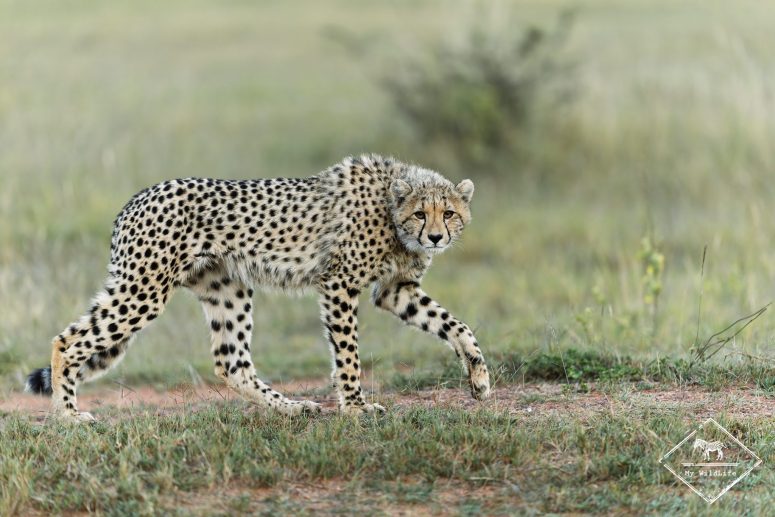 Guépard, Welgevonden Game reserve