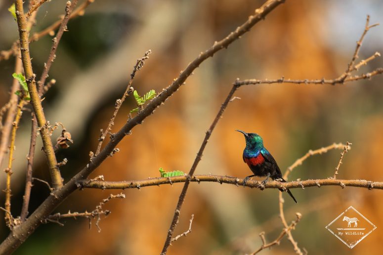 Souimanga à ceinture rouge, Parc national Akagera