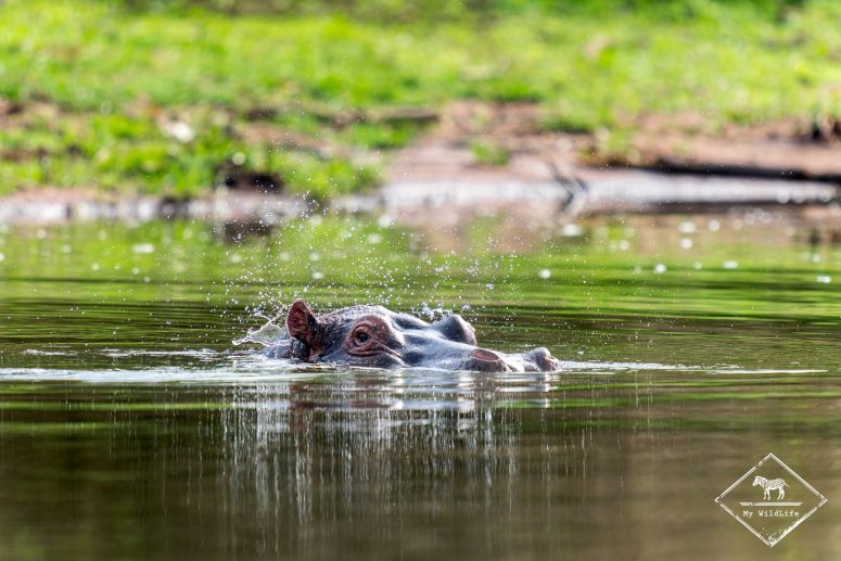 Hippopotame, Parc national Akagera