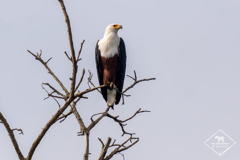 Pygargue vocifer, Parc national Akagera
