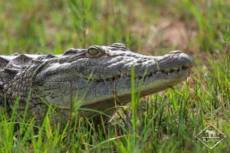 Crocodile, Parc national Akagera