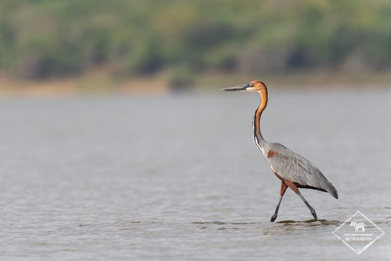 Héron goliath, Parc national Akagera