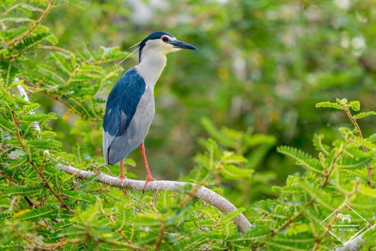 Bihoreau gris, Parc national Akagera