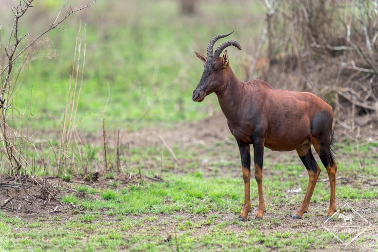 Topi, Parc national Akagera