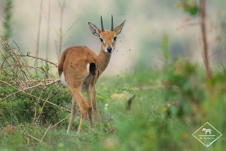 Impala, Parc national Akagera