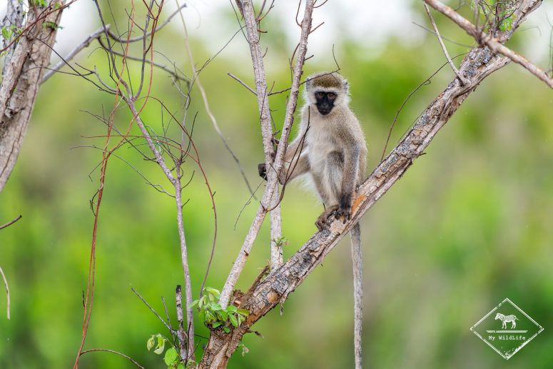 Vervet, Parc national Akagera
