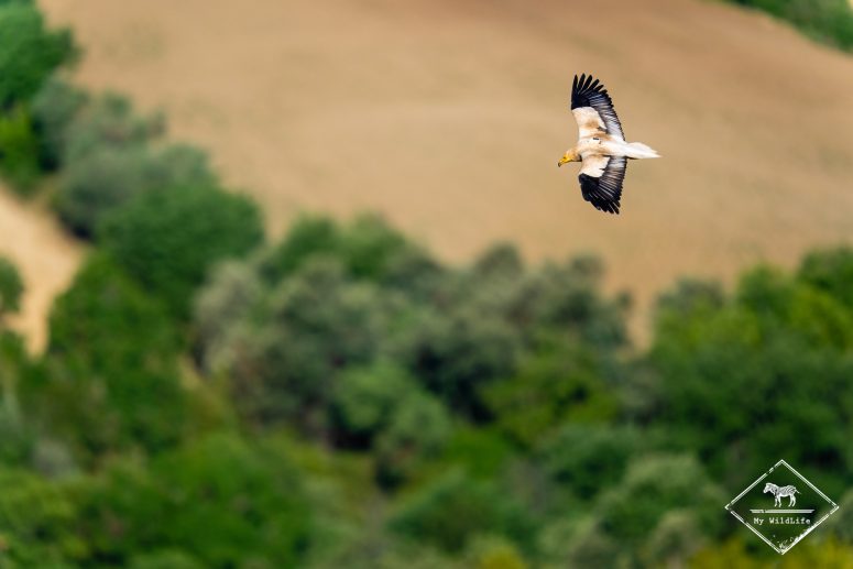Vautour percnoptère