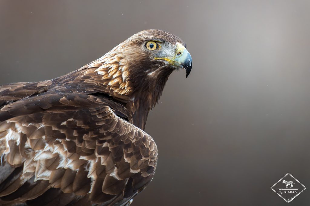 Aigle Royal, Monts Cantabriques