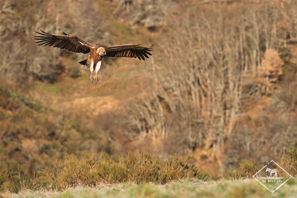 Vautour fauve, monts Cantabriques