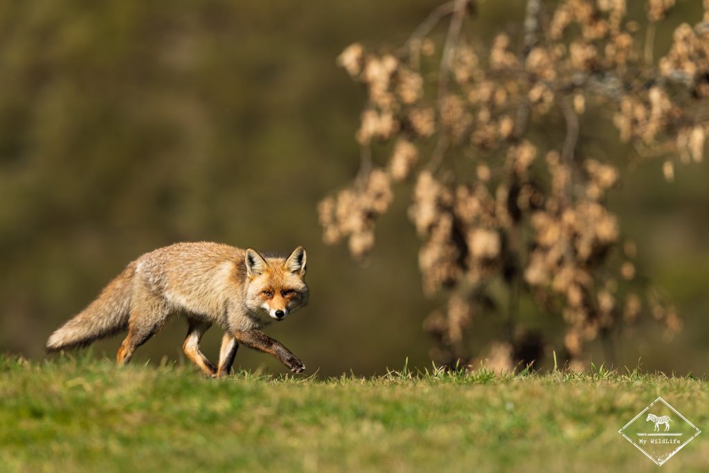 Renard roux, monts Cantabriques