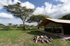 Avis sur le Gnu Ndutu Camp en Tanzanie
