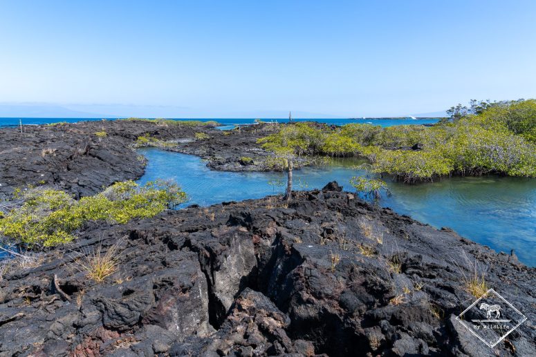 Punta Moreno, Galápagos