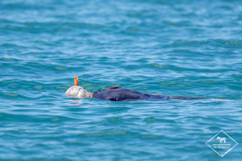 Snorkeling, Galápagos