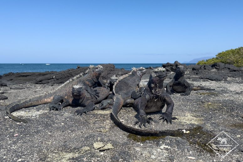 Iguanes marins, Galápagos