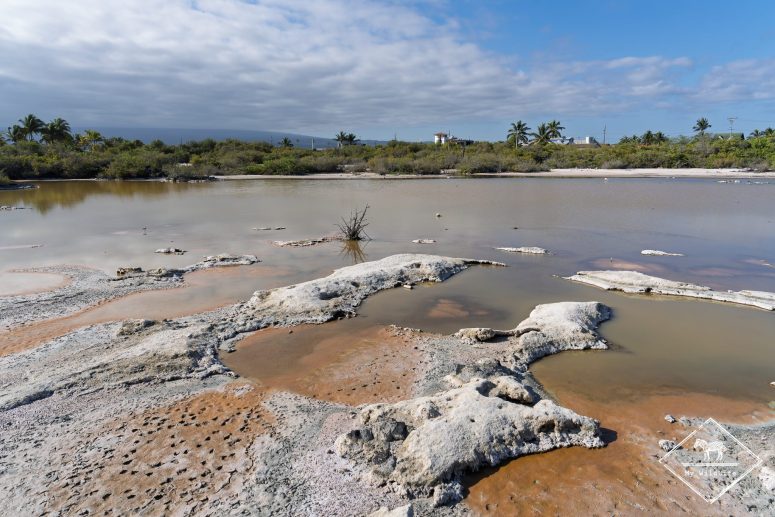 Lagon de Puerto Villamil, Galápagos