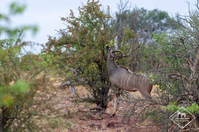 Grand Koudou, Parc national Mapungubwe