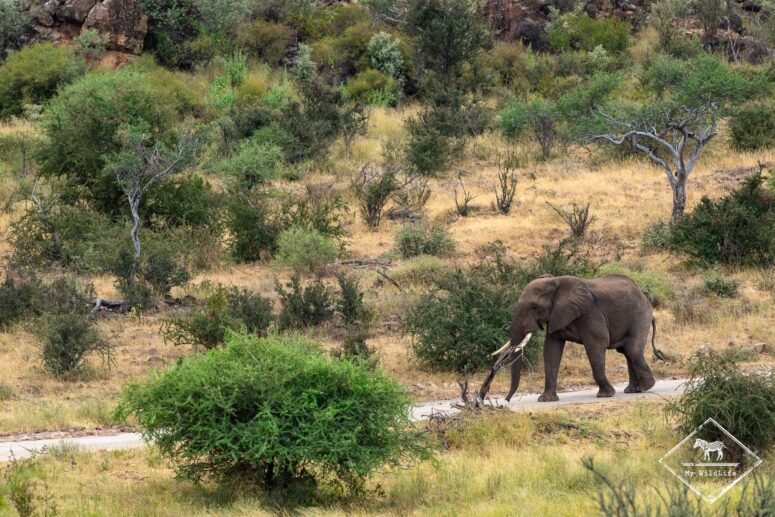 EléphantParc national Mapungubwe