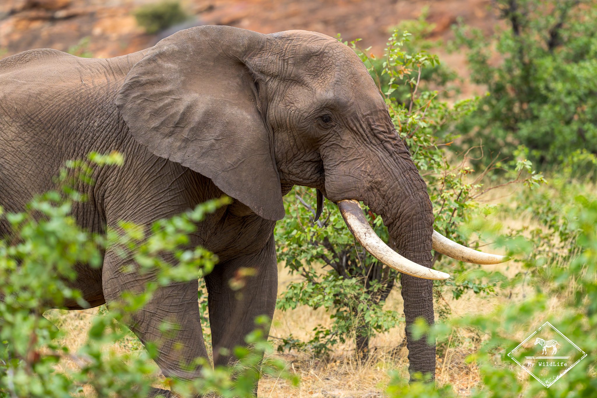 Safari au parc national Mapungubwe