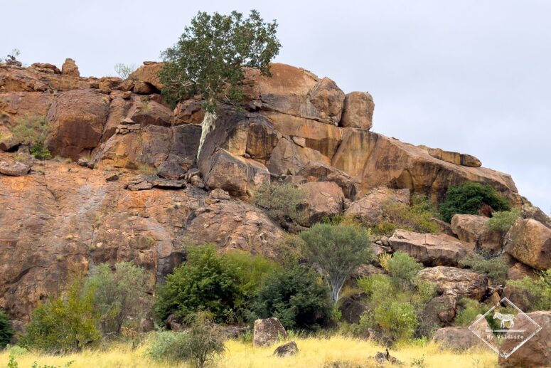 Parc national Mapungubwe