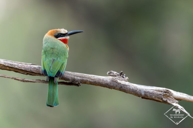 Guêpier à front blanc, Parc national Mapungubwe