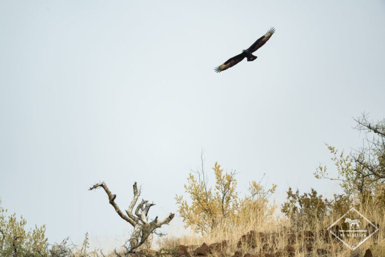 Aigle de Verreaux, Parc national Mapungubwe