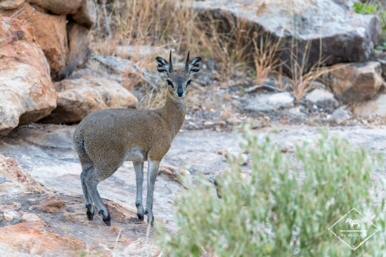 Oréotrague sauteur, Parc national Mapungubwe