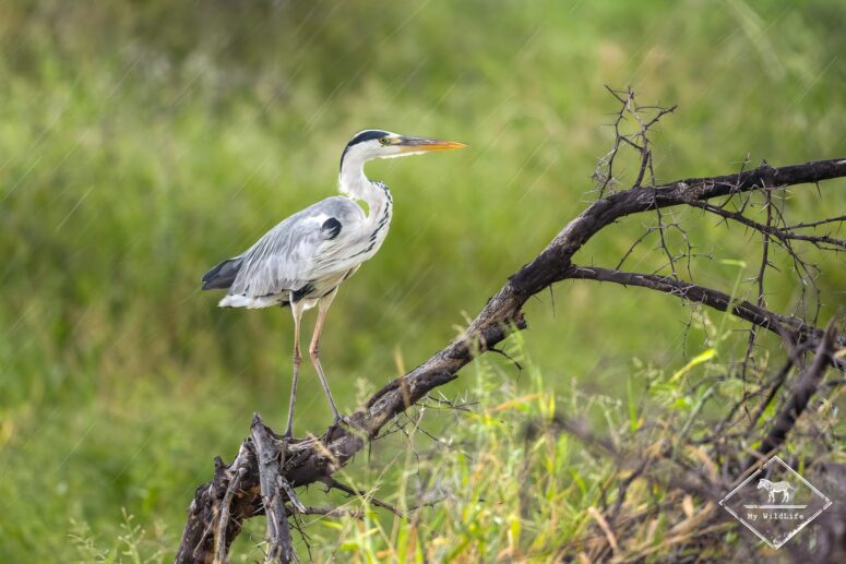 Héron cendré sous la pluie, Parc national Mapungubwe