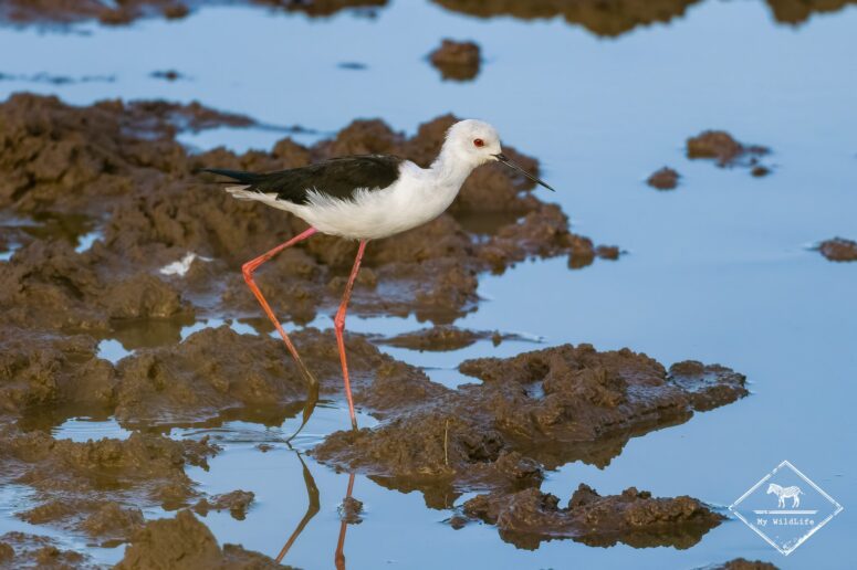 Echasse blanche, Parc national Mapungubwe
