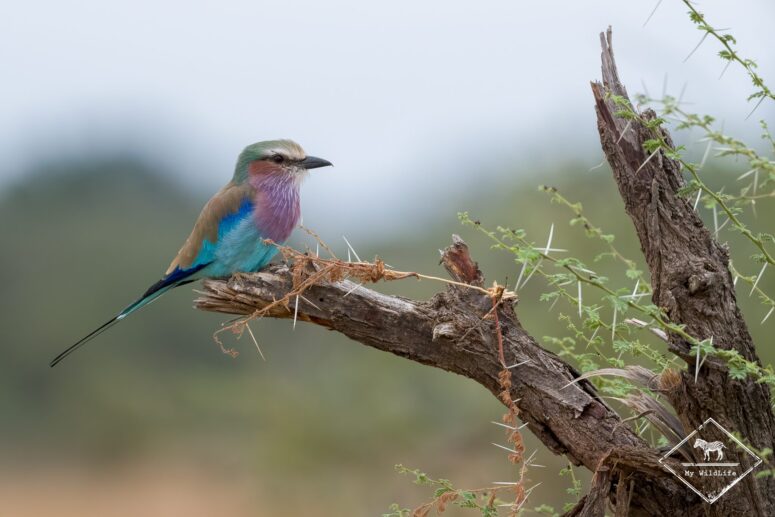 Rollier à longs brins, Parc national Mapungubwe