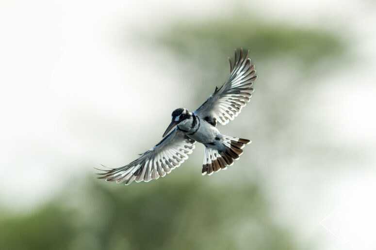 Martin-pêcheur Pie, Parc national Mapungubwe