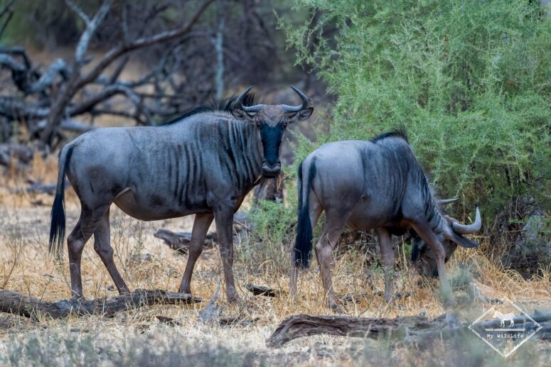 Gnous, Parc national Mapungubwe