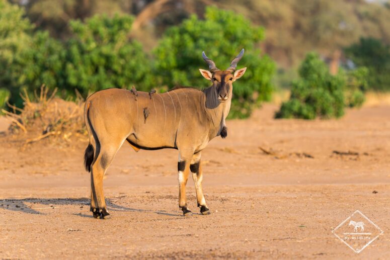 Eland du cap, Mana Pools